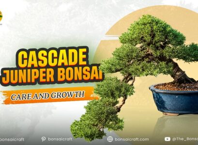 Cascade Juniper Bonsai Care and Growth