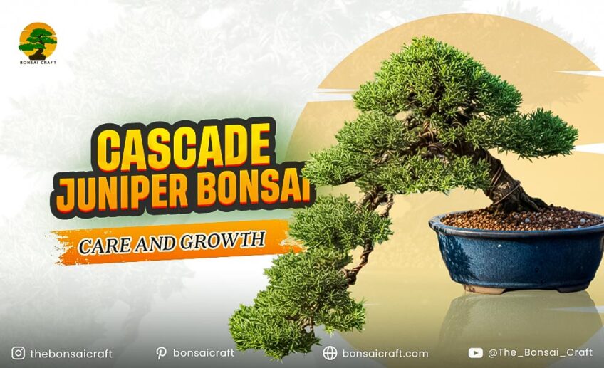 Cascade Juniper Bonsai Care and Growth