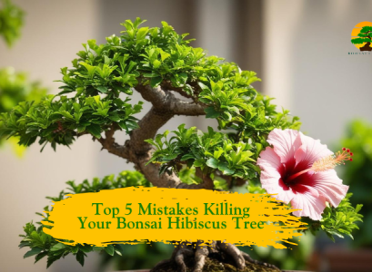 Bonsai Hibiscus Tree