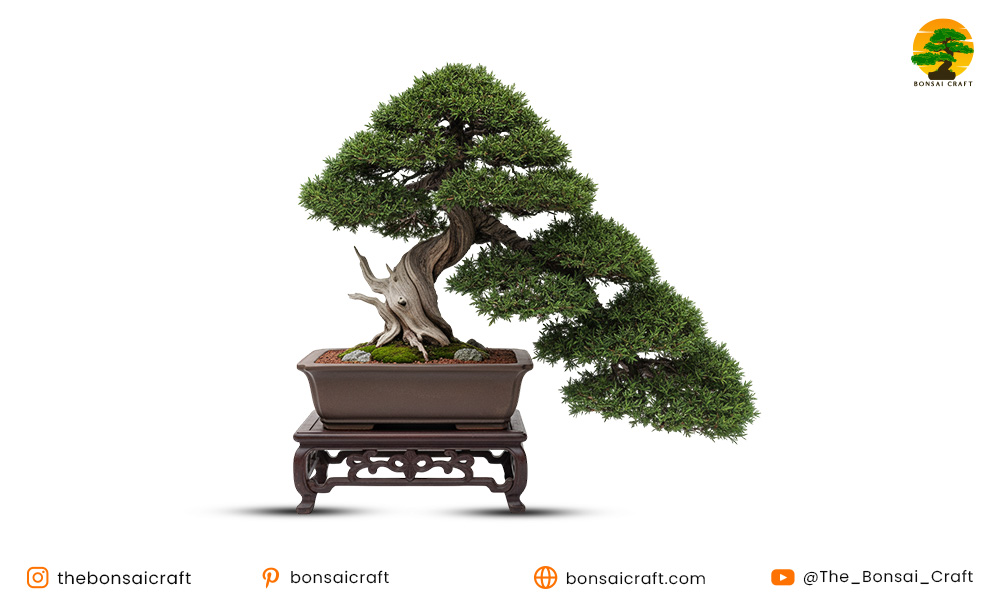 Cascade Juniper Bonsai Care Guide