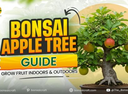 Bonsai Apple Tree Care Guide: Grow Fruit Indoors & Outdoors