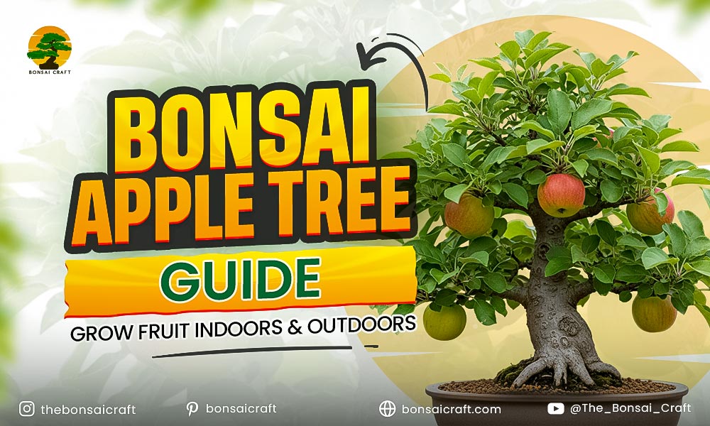 Bonsai Apple Tree Care Guide: Grow Fruit Indoors & Outdoors