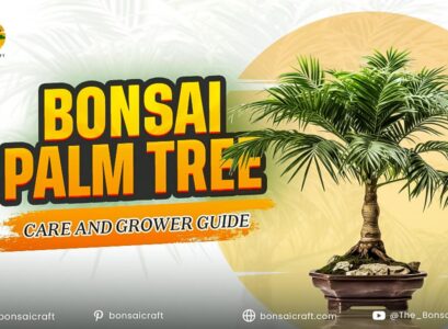 Bonsai Palm Tree Care and Grower Guide
