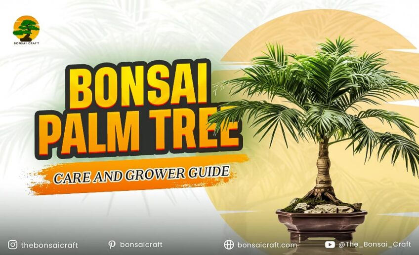 Bonsai Palm Tree Care and Grower Guide