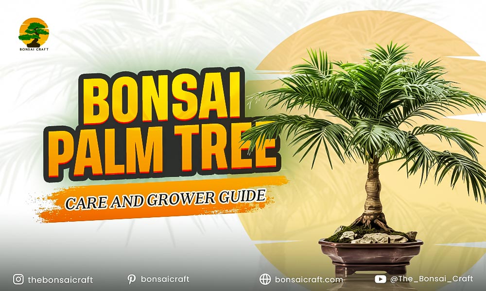 Bonsai Palm Tree Care and Grower Guide