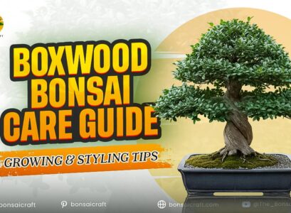 Boxwood Bonsai Care Guide: Growing & Styling Tips