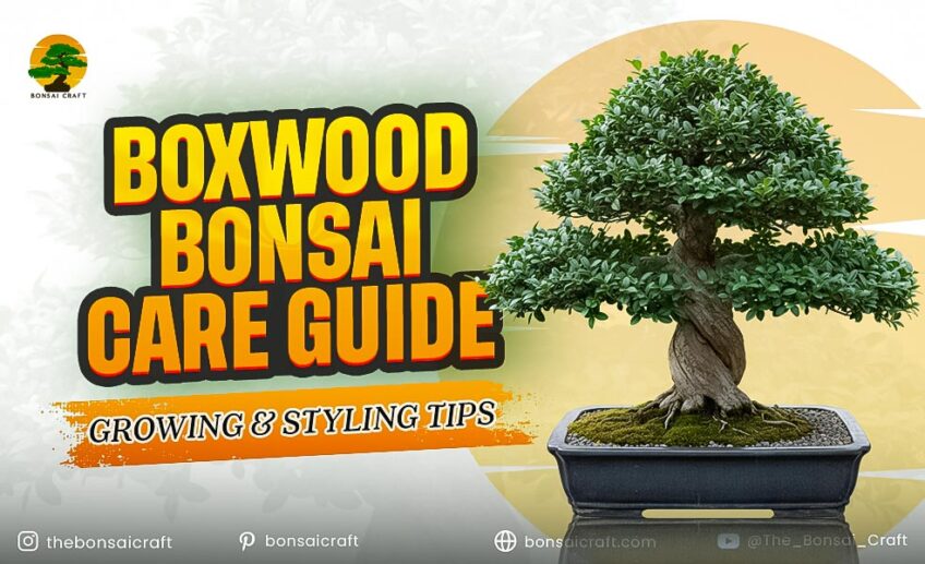 Boxwood Bonsai Care Guide: Growing & Styling Tips