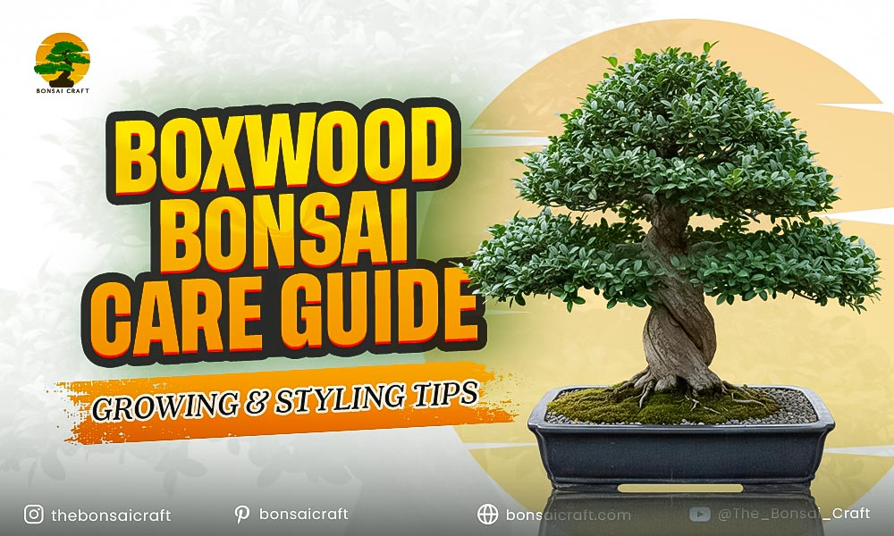 Boxwood Bonsai Care Guide: Growing & Styling Tips