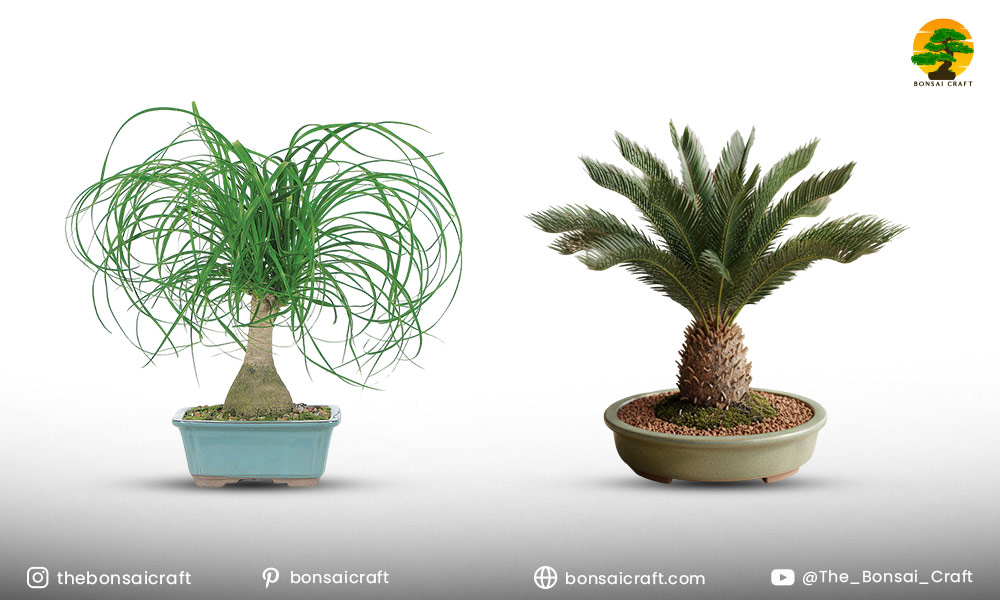 Choosing the Right Palm Species for Bonsai