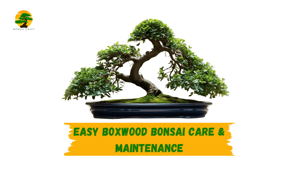boxwood bonsai