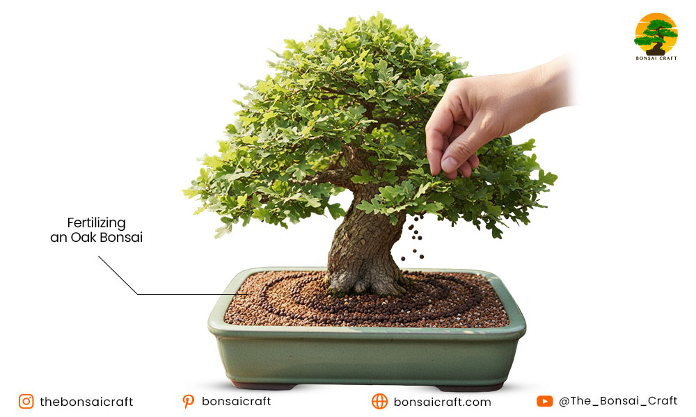 Fertilizing an Oak Bonsai