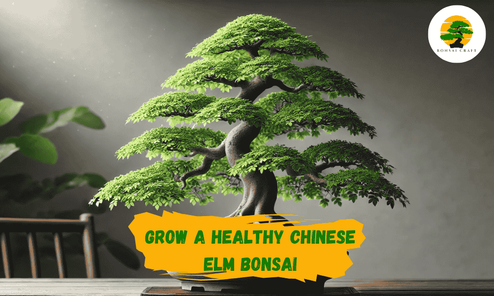 chinese elm bonsai