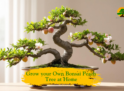 Bonsai Peach Tree