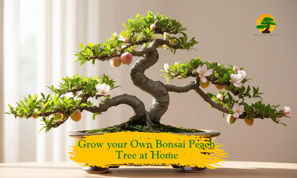 Bonsai Peach Tree
