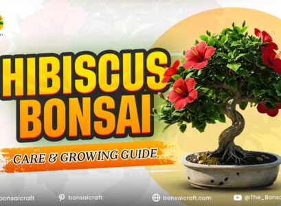 Hibiscus Bonsai Care & Growing Guide