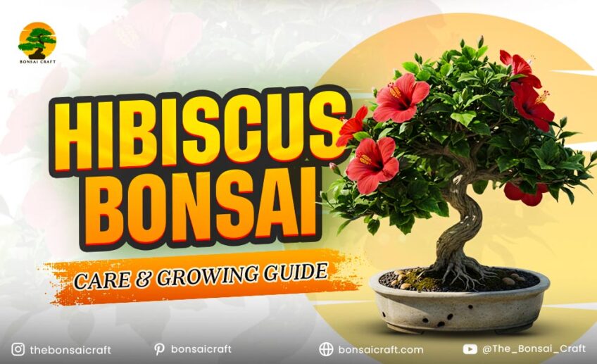 Hibiscus Bonsai Care & Growing Guide