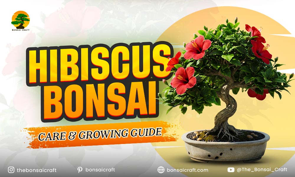 Hibiscus Bonsai Care & Growing Guide