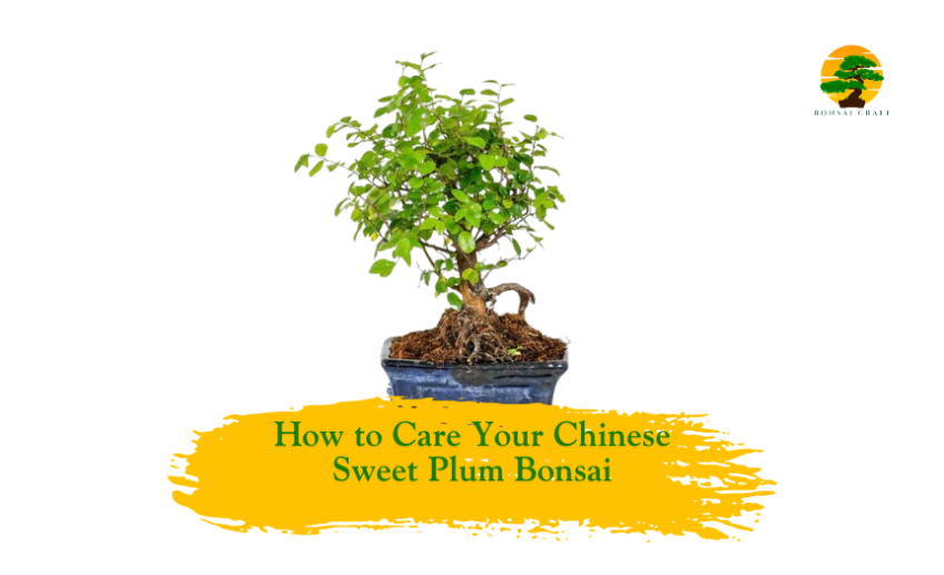 Chinese sweet plum bonsai