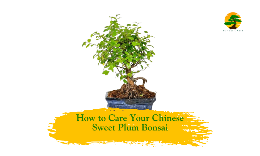 Chinese sweet plum bonsai