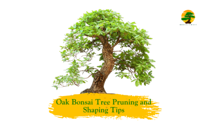 Oak Bonsai Tree Care Guide (Quercus) - Bonsai Craft
