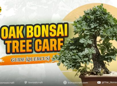 Oak Bonsai Tree Care Guide (Quercus)