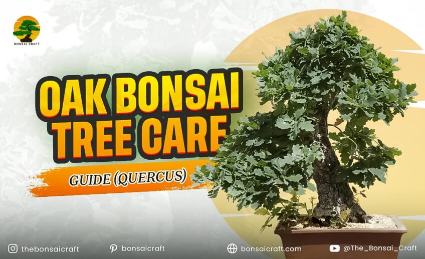 Oak Bonsai Tree Care Guide (Quercus)