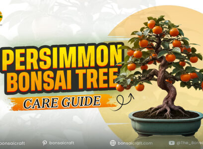 Persimmon Bonsai Tree Care Guide