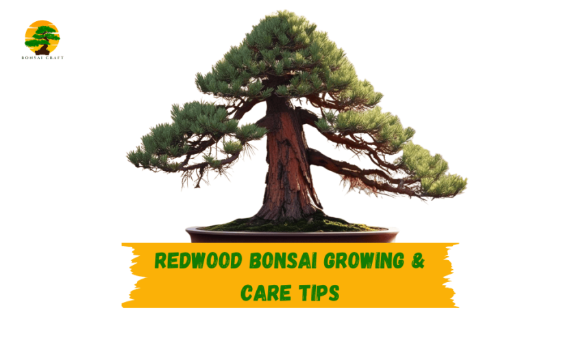 redwood bonsai