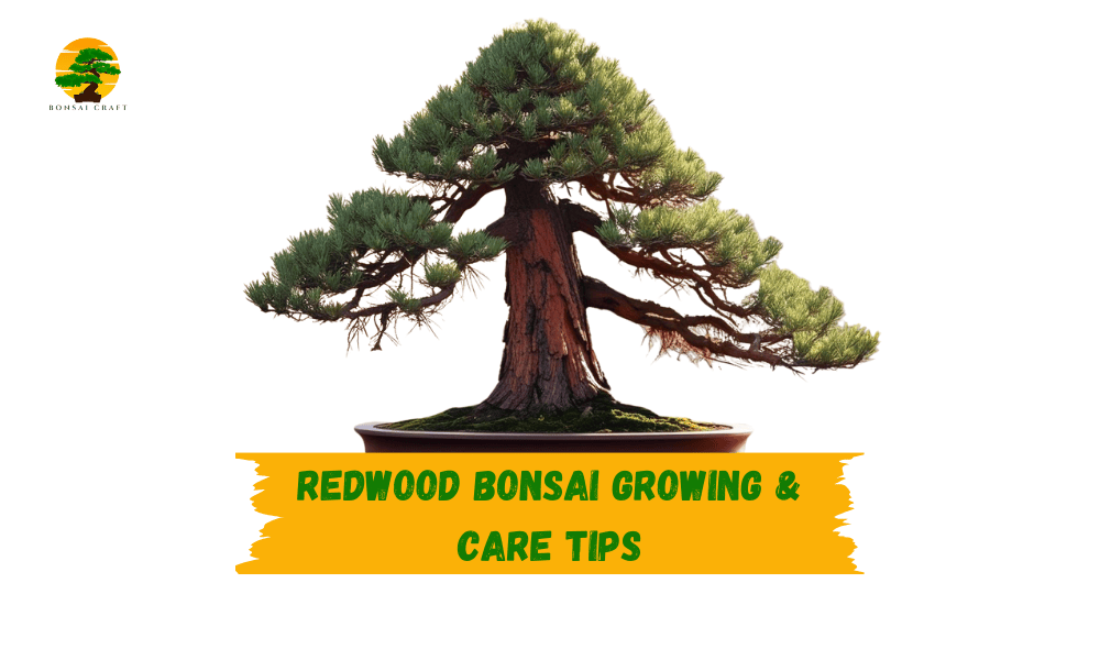 redwood bonsai