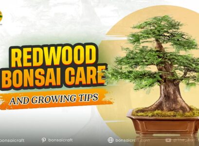 Redwood Bonsai Care and Growing Tips