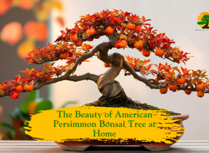 American Persimmon Bonsai Tree