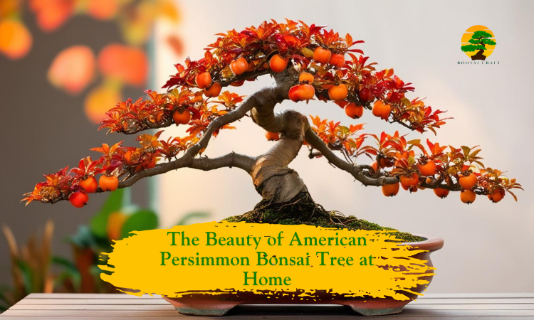 American Persimmon Bonsai Tree