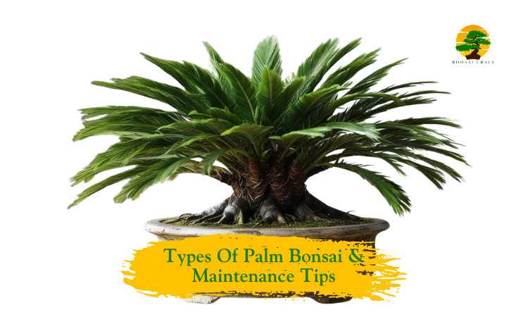 Palm Bonsai Tree
