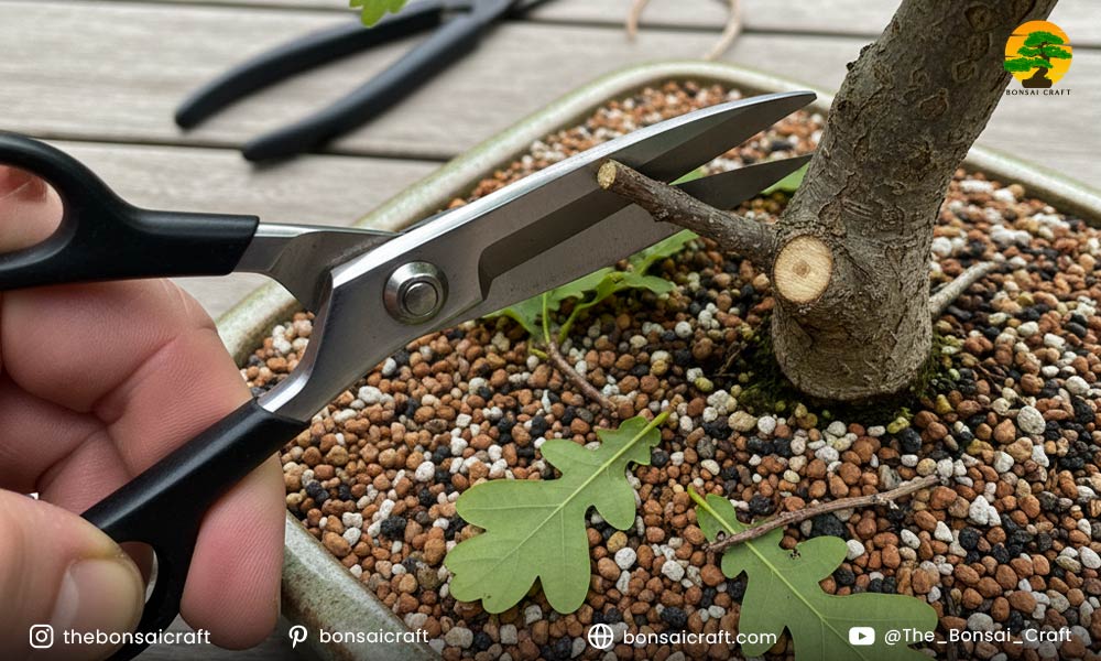 How to Prune an Oak Bonsai Tree