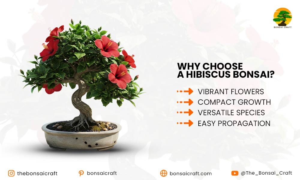Why Choose a Hibiscus Bonsai?
