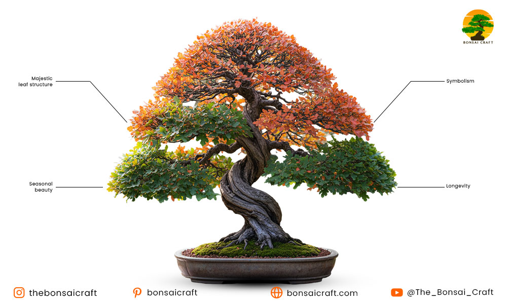 Why Choose an Oak Bonsai Tree?