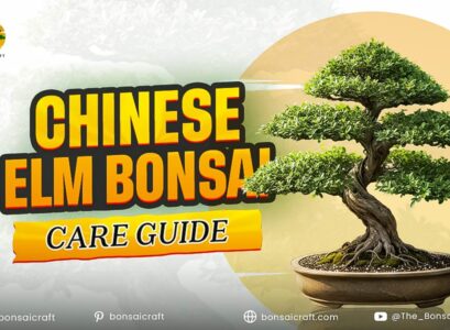 Chinese Elm Bonsai Care Guide