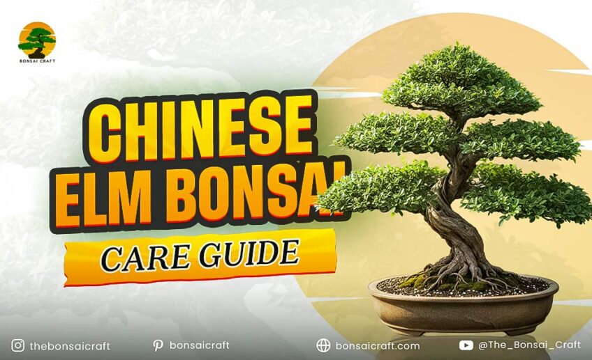 Chinese Elm Bonsai Care Guide