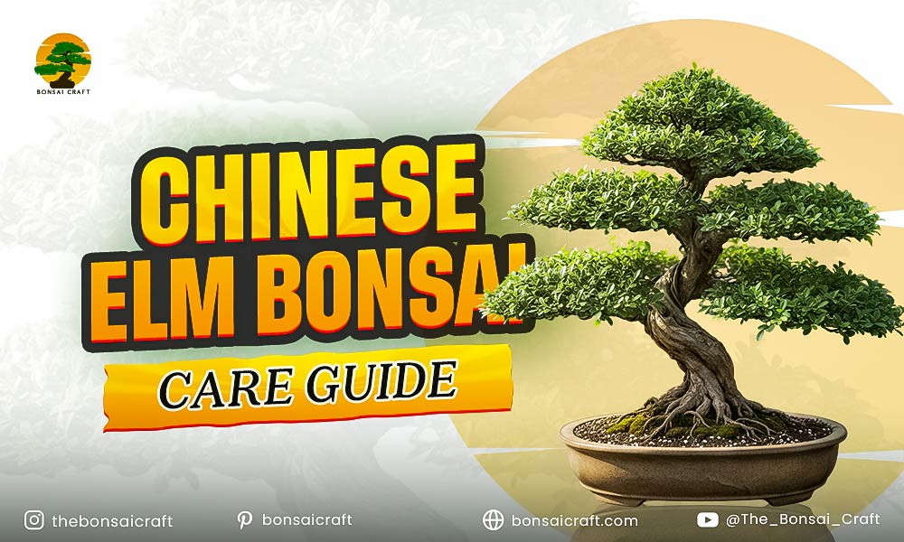 Chinese Elm Bonsai Care Guide