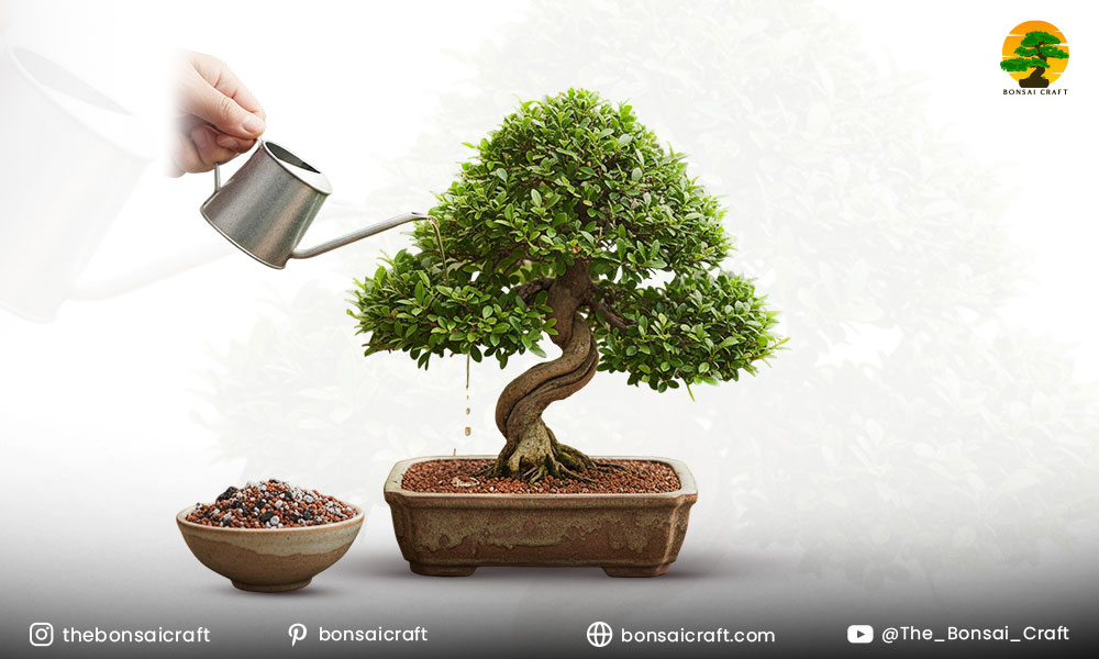 Chinese Elm Bonsai Soil and Fertilization