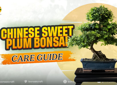 Chinese Sweet Plum Bonsai Care Guide