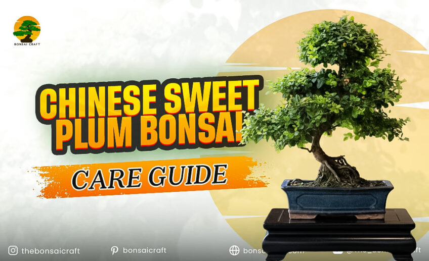 Chinese Sweet Plum Bonsai Care Guide