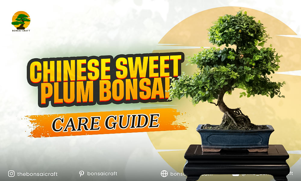 Chinese Sweet Plum Bonsai Care Guide