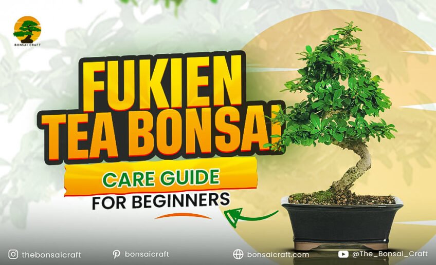 Fukien Tea Bonsai (Carmona microphylla): Care Guide for Beginners