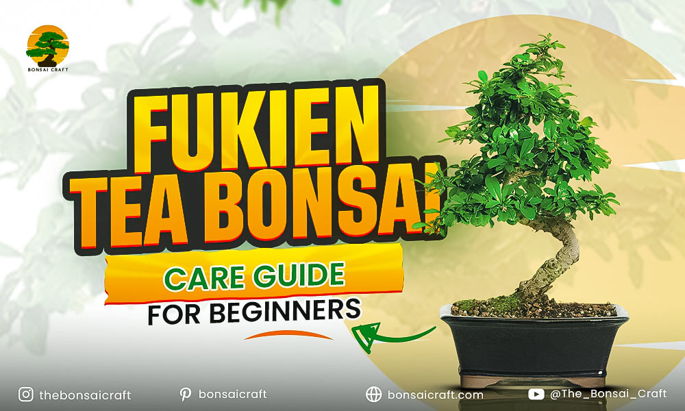 Fukien Tea Bonsai (Carmona microphylla): Care Guide for Beginners