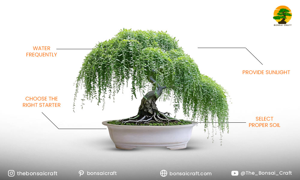 How to Grow a Weeping Willow Bonsai Tree