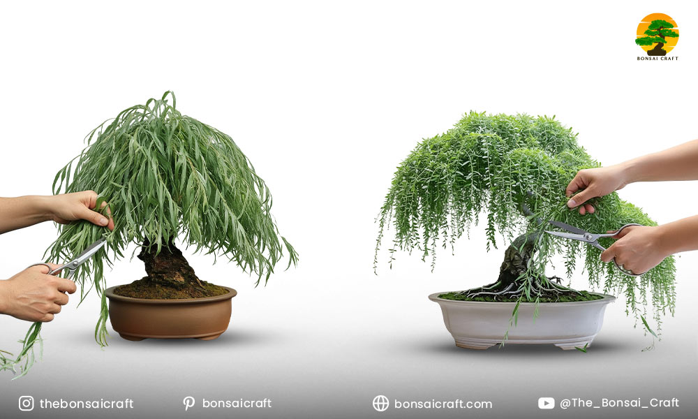 How to Prune Weeping Willow Bonsai