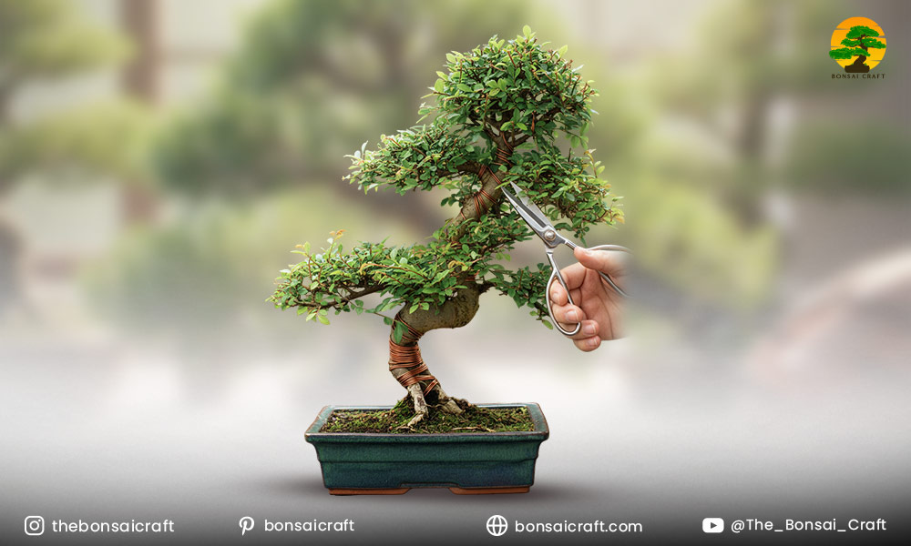 How to Prune a Chinese Elm Bonsai?