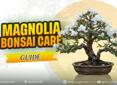 Magnolia Bonsai Care Guide