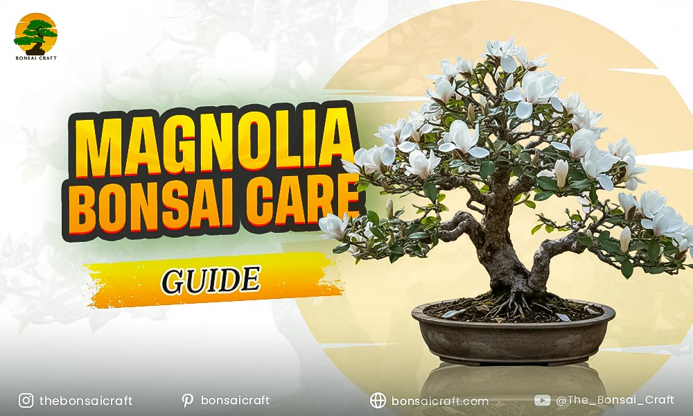 Magnolia Bonsai Care Guide